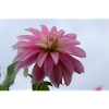 Dahlia rose rose fleur, fleur