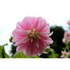 Dahlia Pink Pink Blossom ,Flower