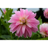 Dahlia rose rose fleur, fleur
