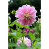 Dahlia rose rose fleur, fleur