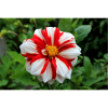 Dahlia White Red Blossom ,Flower