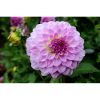 Dahlia rose rose fleur, fleur