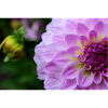 Dahlia rose rose Violet fleur, fleur