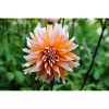 Dahlia Orange White Blossom ,Flower
