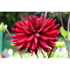 Dahlia Red Blossom ,Flower