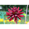 Flower, Red, Red Flower