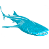 Whale shark