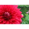 Dahlia Red Blossom ,Flower