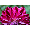 Dahlia Red Blossom ,Flower