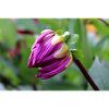 Dahlia Red Violet Blossom ,Flower