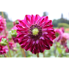 Dahlia Red Violet Blossom ,Flower