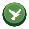 Animal Wings Flying