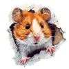 Criceto Criceto Testa Criceto Dorato Criceto Nano Criceto