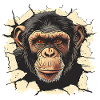 monkey, monkey head, chimpanzee, monkey