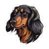 Dachshund Hund Kopf Dackel
