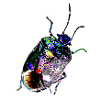 Insect, A731887