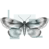 Papillon Ophidère Empereur revisité