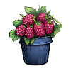 Raspberry Potted Plant