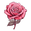 Rose pink