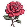 Rose pink