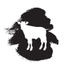 Beef Milk Cows