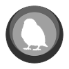 Bird Budgie Wings