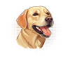 Hund Labrador