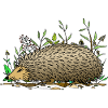 Hedgehog