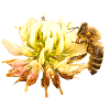 Honigbiene auf einer Blüte, A733151