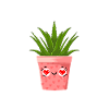 Funny Succulent Aloe Vera