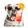 funny bulldog with cocktail
