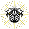 Holy Pug