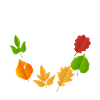 Professionnel Leaf Peeper Feuilles d’automne