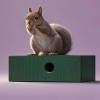 Squirrel Eichhörnchen