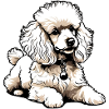 Cute Poodle