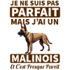 Chien berger belge malinois 1
