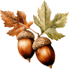 Acorns
