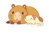 Mignon axolotl épais avec Capybara