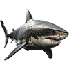 Great White Shark