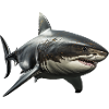 Great White Shark
