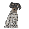 Yorkshire Biewer Terrier