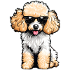 Cute poodle with sunglasses