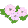 Beautiful mallow