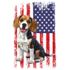 beagle drapeau américain, beagle