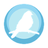 Parakeet Bird Illustration Parakeet