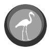 Flamenco Flamingo Flamenco