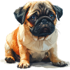 Mops Welpen sitzend