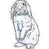 Rabbit white