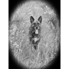 Wolfsblut