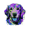 Golden Retriever Testa di Cane Ritratto Colorato